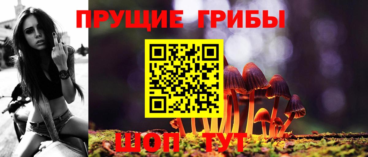 Галлюциногенные грибы Psilocybine cubensis Пятигорск